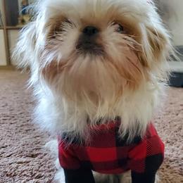 Shih Tzus from Su Dee's Shih tzus
