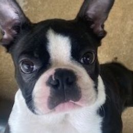 Booty - Boston Terrier