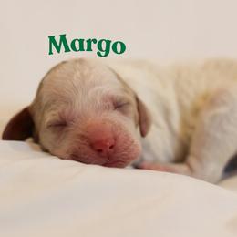 Margo - Parti female Goldendoodle puppy in College Station, Texas from Em & El Doodles