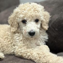 Aussiedoodles and Poodles from Deaton's Oodles of Doodles & Poodles