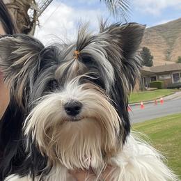 Bella - Biewer Terrier