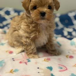 Lux - Cream male Maltipoo puppy in Newport Beach, California from Exotic City Pomeranians and chihuahuas