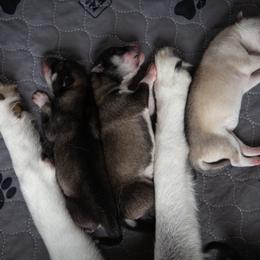 Siberian Husky Puppies from Ivie Huskies
