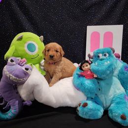 Purple collar - Dark golden female Golden Retriever puppy in Boulder, Montana from Sharee's Golden Retrievers