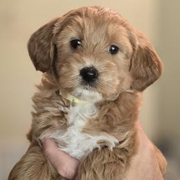 Brynn - Red  female Goldendoodle puppy in Crawfordsville, Indiana from Winding Creek Ranch Doodles