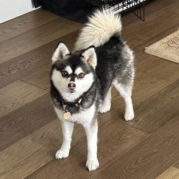 Harley - Pomsky
