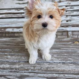 Golden Parti - Parti male Yorkshire Terrier puppy in Cherryville, North Carolina from Alsop's Precious Paws