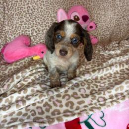 Angelica - Piebald female Dachshund puppy in Lake City, Florida from My Ditzy Doxies of Florida