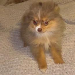 Girl 2 - Chocolate and tan female Pomeranian puppy in Angleton, Texas from Pomeranian Palace, LLC