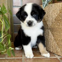 OINGO - Black tri male Miniature Australian Shepherd puppy in Boring, Oregon from Spur Strap Miniature Australian Shepherds