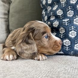 Dachshund Puppies from Southern Pearl Doxies