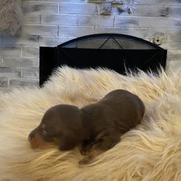 Mowgli - Chocolate and tan male Dachshund puppy in Cushing, Oklahoma from Ash's mini Dach's