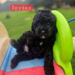 S p y d e r - male Cavapoochon puppy in Bullard, Texas from Cavapoochon Central LLC