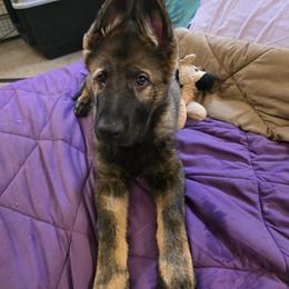 German Shepherd Puppies from Alten Kreigern GSD