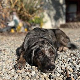 Australian Shepherd All Grown Up from Golden Aussies