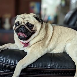 Pippa - Pug
