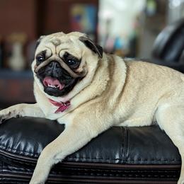Pippa - Pug
