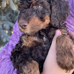 Teddy - Phantom male Poodle puppy in Caldwell, Idaho from Treasure Valley Poodles