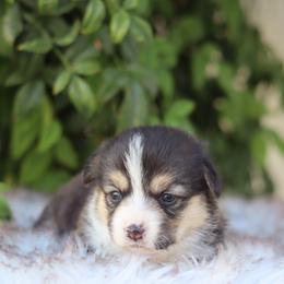 Girl 5 - Black and tan female Pembroke Welsh Corgi puppy in Caliente, California from Rafter Cross 7