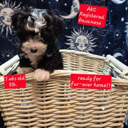 Girl 2 - Black and white female Havanese puppy in Manchester, Texas from Mimi's Havanese