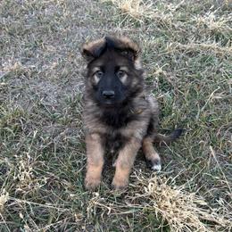 Yellow - Sable female German Shepherd puppy in Herrick, South Dakota from Dakota Shepherds Kennels
