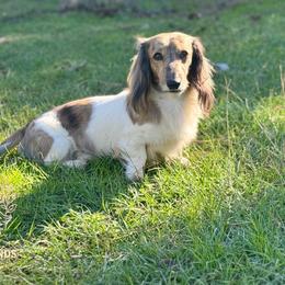 Ollie - Dachshund