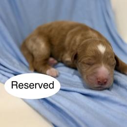 Milo - Red  male Goldendoodle puppy in Jackson, Mississippi from T.M. Poodles & Doodles