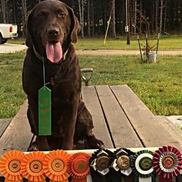 Labrador Retrievers from Northernwoods Kennel