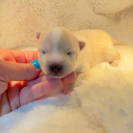 Girl 3 - Silver female Pomsky puppy in Michigan from Blue Water Pomskies