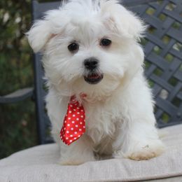Milo - White and lemon male Maltese puppy in Mena, Arkansas from Belle Ball Puppies