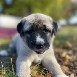 Anatolian Shepherd Dog Puppies from Wild Rooster Family Farm (AKC Anatolians OFA Hips Tested)