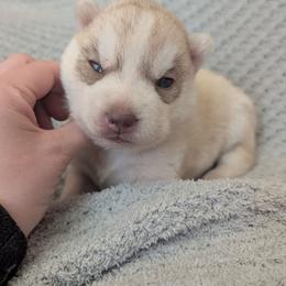 Ash - Red and white female Siberian Husky puppy in Wisconsin from Liberty Siberians