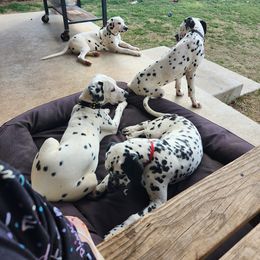 Dalmatian Puppies from America's Dalmatian Friends