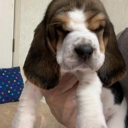 Basset Hound Puppies from Lil Bratz Bassets