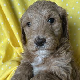 Cavapoos and Goldendoodles from Cavapoos and Goldendoodles