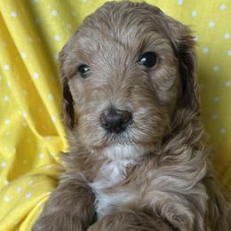 Cavapoos and Goldendoodles from Cavapoos and Goldendoodles