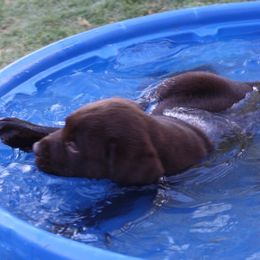 Labrador Retriever Puppies from Tuckwet Labradors