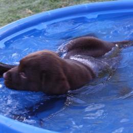 Labrador Retriever Puppies from Tuckwet Labradors