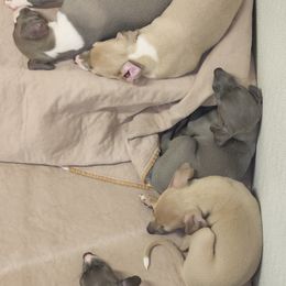 Greyhound and Italian Greyhound Puppies from Supernova Sighthounds