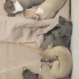 Greyhound and Italian Greyhound Puppies from Supernova Sighthounds