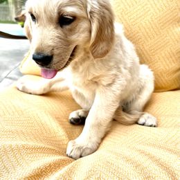 Rex - Light golden Golden Retriever puppy in Lewiston, Idaho from Twin River Goldens