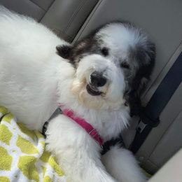 Bernedoodles, Goldendoodles, Poodles, and Sheepadoodles from Lindy’s Doodles