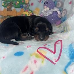 Girl 1 - Black and tan female Dachshund puppy in Flora Vista, New Mexico from Hot Diggity Doxies of NM