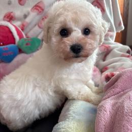 Sassy - White and buff female Bichon Frise puppy in Chatham, Illinois from Whitecreek