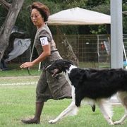 Borzois and Collies from Kaigans K9s