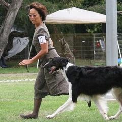 Borzois and Collies from Kaigans K9s