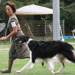 Borzois and Collies from Kaigans K9s