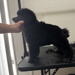 Poodle Puppies from Stardust Standard Poodles