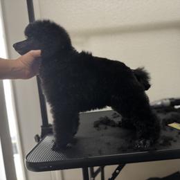 Poodle Puppies from Stardust Standard Poodles