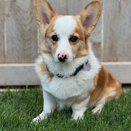 Ash - American Corgi